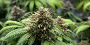 AMS cannabis strain in early flowering with white pistils