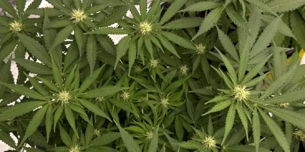 AMS strain mature cannabis bud with trichomes and orange pistils