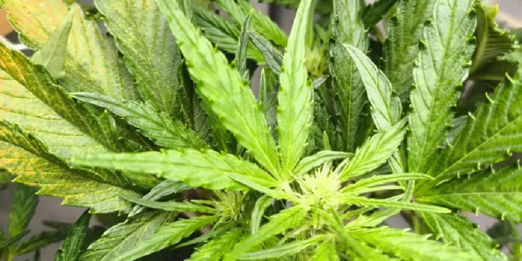 Close-up of Apricot Auto cannabis bud with white pistils and frosty trichomes