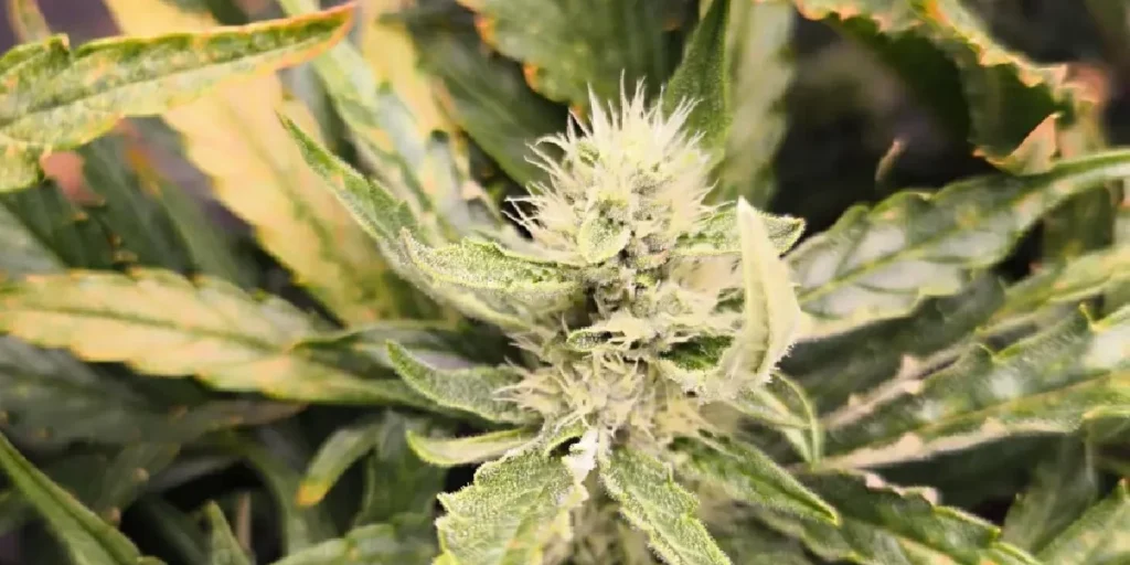 Apricot Auto Strain Grow Info