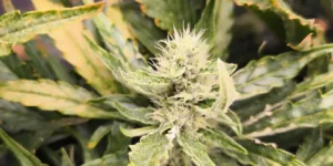 Apricot Auto cannabis plant in early vegetative stage with light green leaves