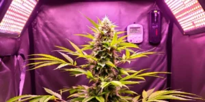 Autoflower cannabis plants outdoors receiving natural sunlight at dusk