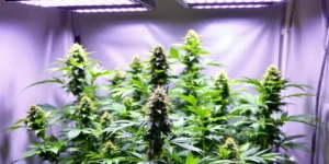 autoflower cannabis plants growing in super soil outdoors