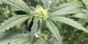 Blackberry Auto cannabis plants growing with dense structure and multiple bud sites