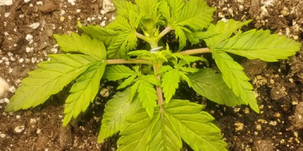 Californian Snow Auto cannabis plants entering flowering with multiple bud sites