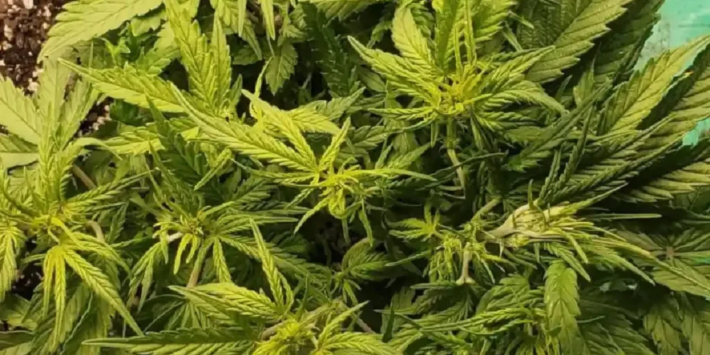Californian Snow Auto Strain Grow Info