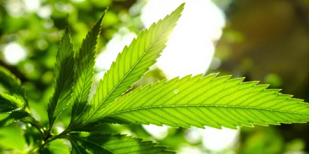 Cannabis bud close-up with visible terpene-rich trichomes