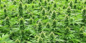 indoor cannabis grow room adapted for warm and humid conditions