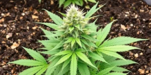 Indoor cannabis grow room under LED lights with healthy plants