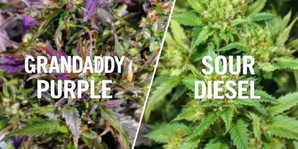 couple using cannabis in romantic intimate setting