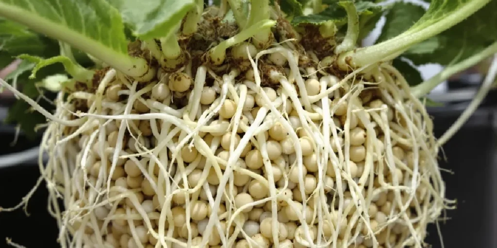 Cannabis bud grown in organic soil medium