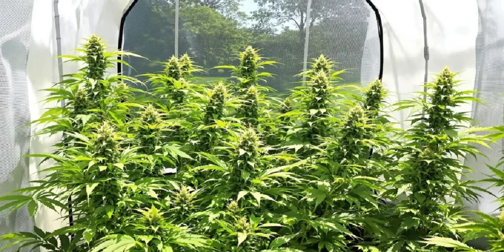 Cannabis plant in early pre-flower stage outdoors