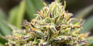 Cannabis leaf under sunlight showing terpene production
