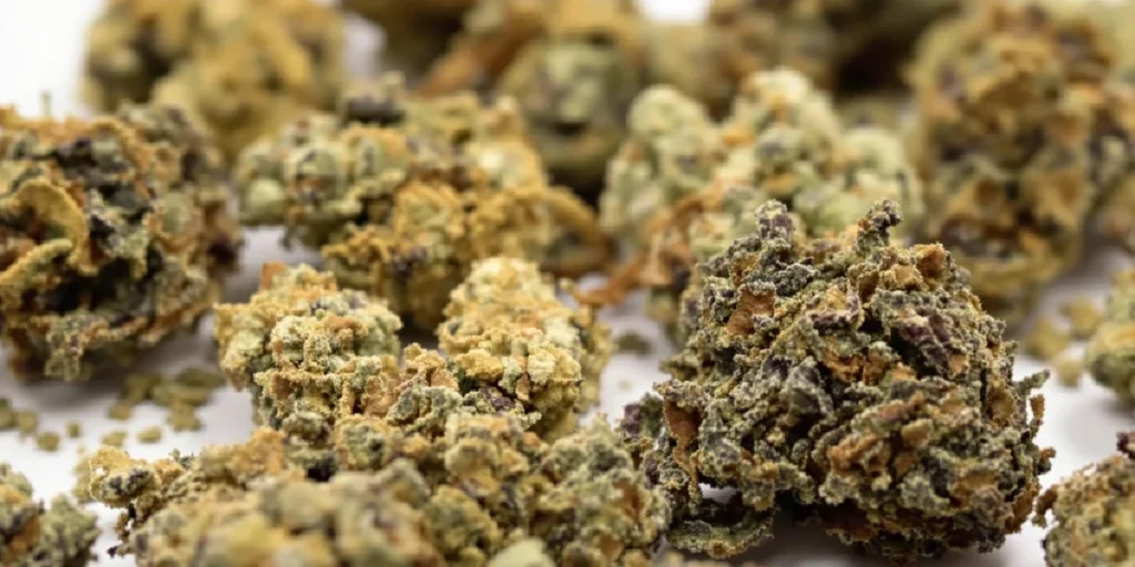 Macro close-up of cannabis trichomes rich in terpene content