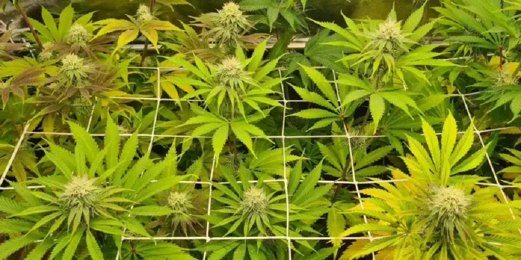 close-up of dense cannabis bud with trichomes and light-colored leaves