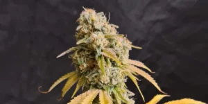 cannabis plants trained with scrog net showing multiple flowering tops