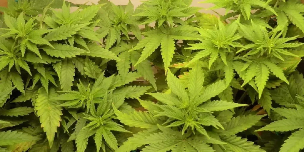 Damnesia strain bud with long white pistils in early flowering