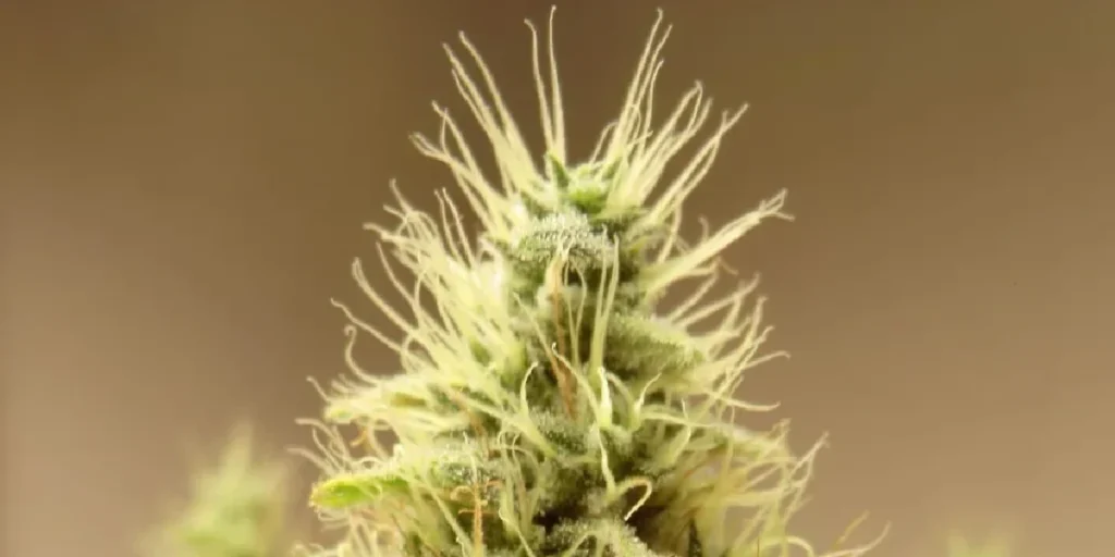 Damnesia Strain Grow Info