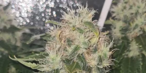 Dark Phoenix cannabis plant in flowering stage with multiple bud sites