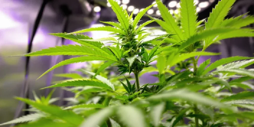 Cannabis plant showing premature flowering under LED lights