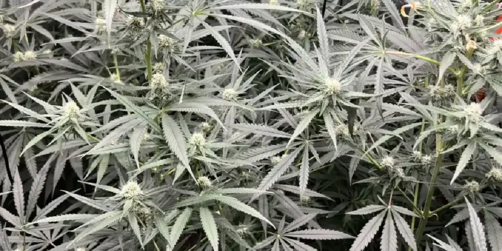 Flower Bomb Kush bud covered in trichomes with orange pistils