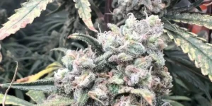 Flower Bomb Kush cannabis plants in flowering stage with frosty leaves