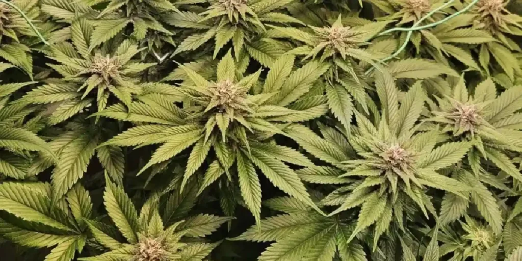 Close-up of Forbidden Runtz Auto bud with purple hues and heavy trichomes