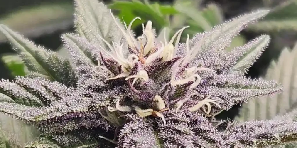 Forbidden Runtz Auto Strain Grow Info