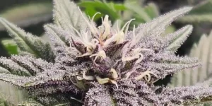 Forbidden Runtz Auto cannabis plants with dense canopy and multiple bud sites