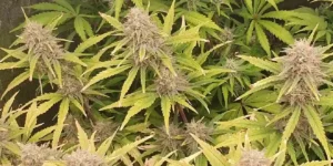 Gelato Auto cannabis plant in early flowering stage with light green leaves