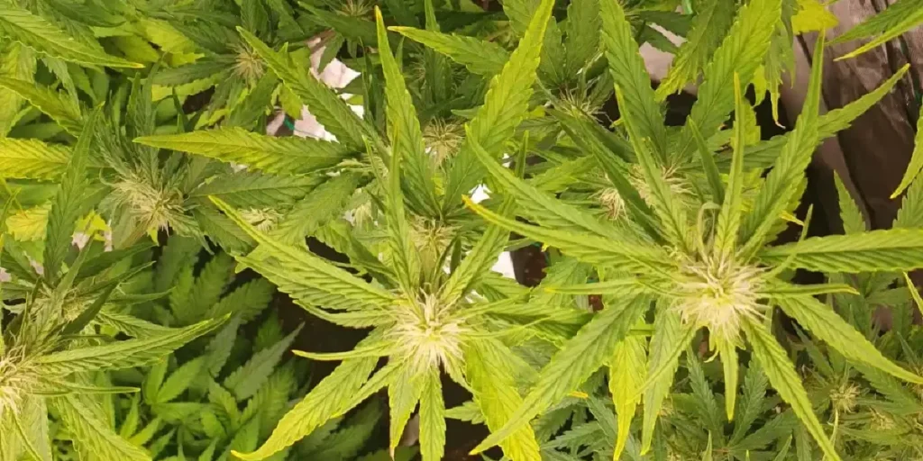 Gelato Auto cannabis buds fully developed with dense frosty colas