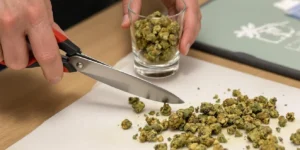 Chopping cannabis buds with a kitchen knife as grinder alternative