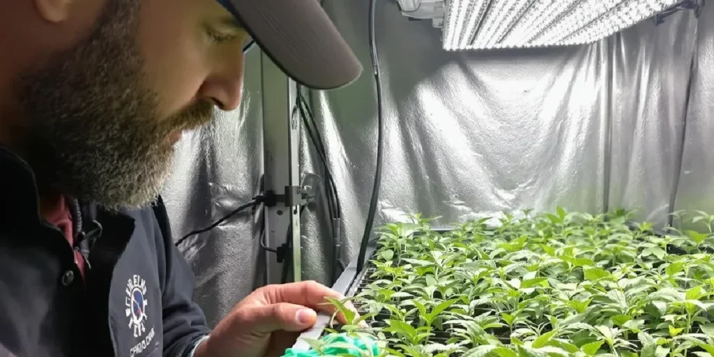 Best Dehumidifier for Grow Room