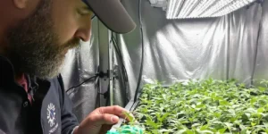 High-capacity dehumidifier in a cannabis grow room with mature plants