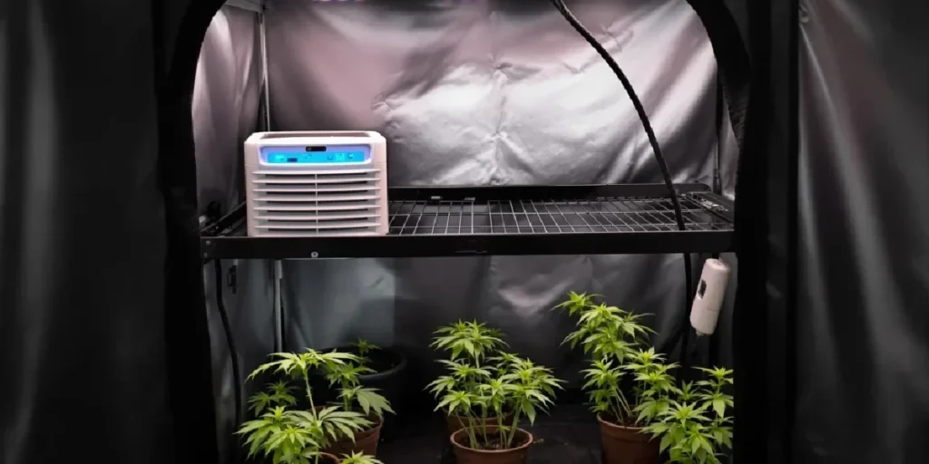 Compact dehumidifier inside a grow tent with young cannabis plants