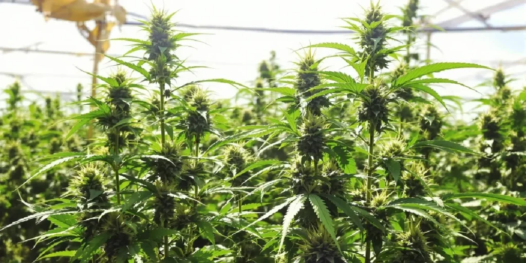Cannabis plants growing outdoors with dense buds rich in guaiol terpene