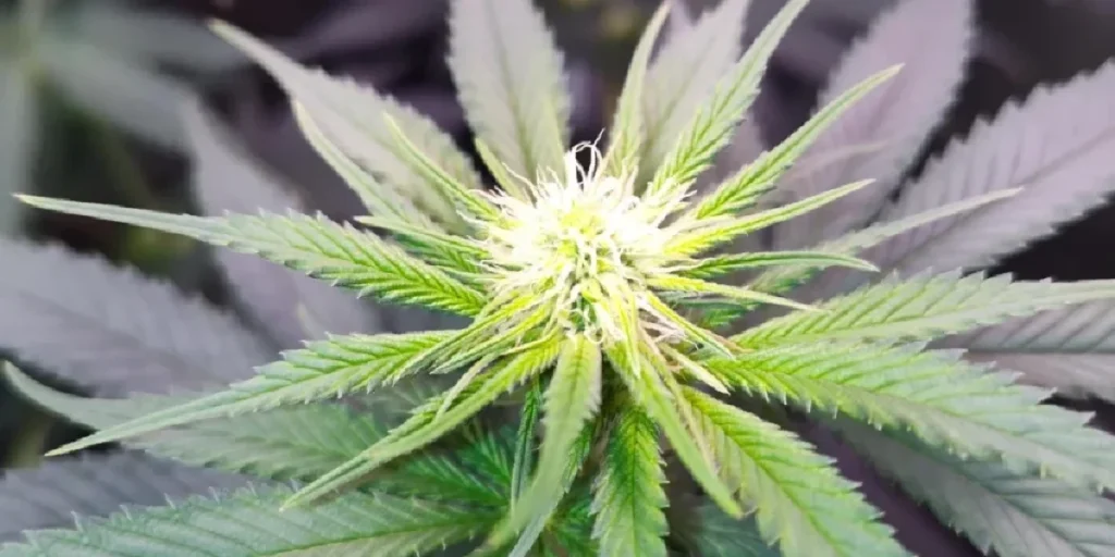 Holy Snow strain dense frosty bud with orange hairs and trichomes