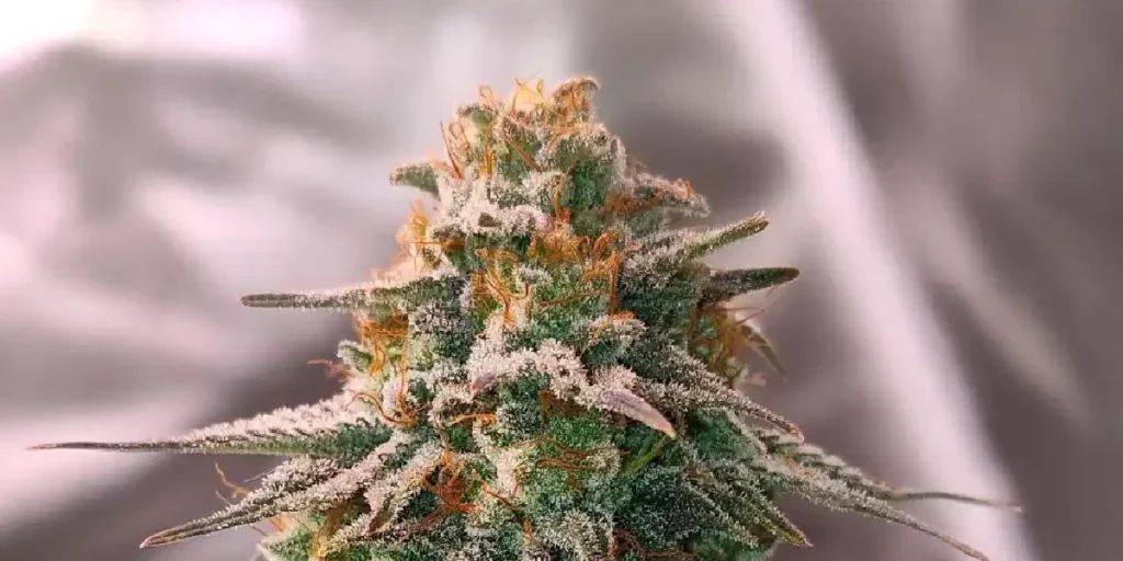 Holy Snow Strain Grow Info