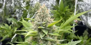 Cannabis roots in hydroponic growing medium close-up