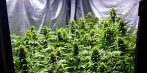 indoor cannabis plants grown from seeds in grow tent flowering stage