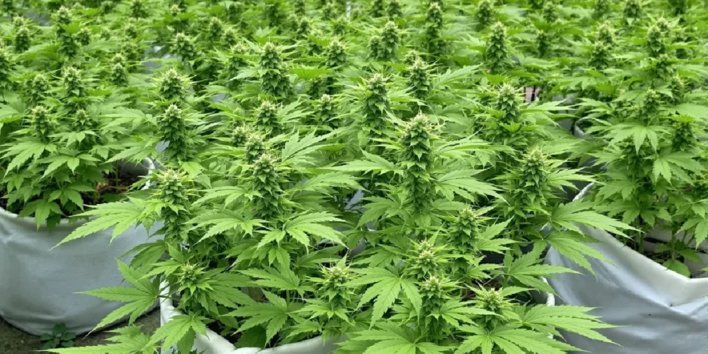 Indoor cannabis grow setup with LED lighting