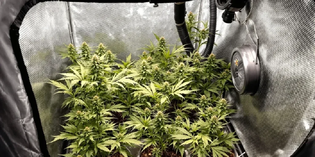indoor cannabis plants grown from seeds high yield crop