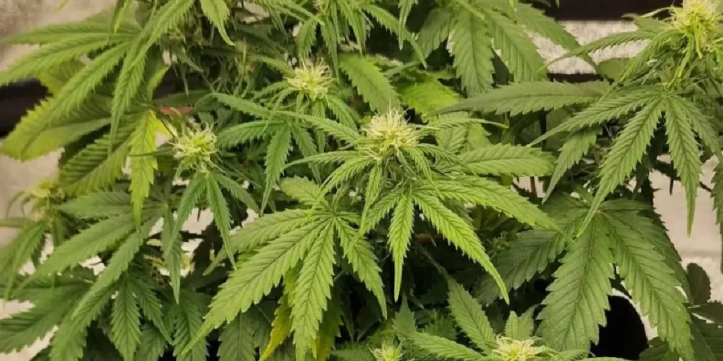 Jack's Dream strain frosty bud with trichomes and white pistils
