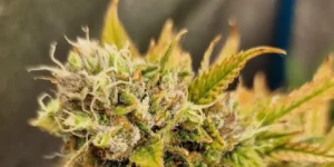 Jack's Dream cannabis plant in early flowering with multiple bud sites