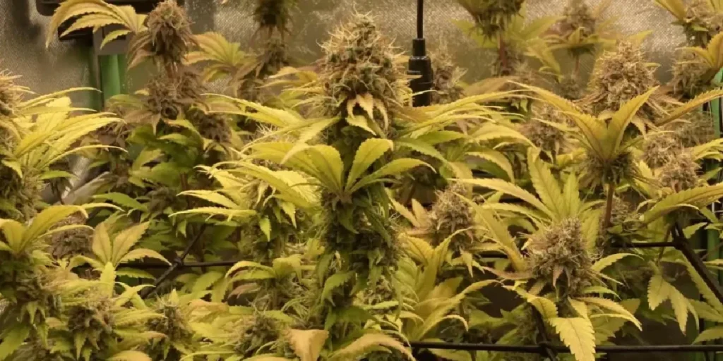 Close-up of Kalashnikova cannabis bud with orange pistils