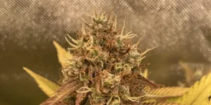 Kalashnikova Strain Grow Info