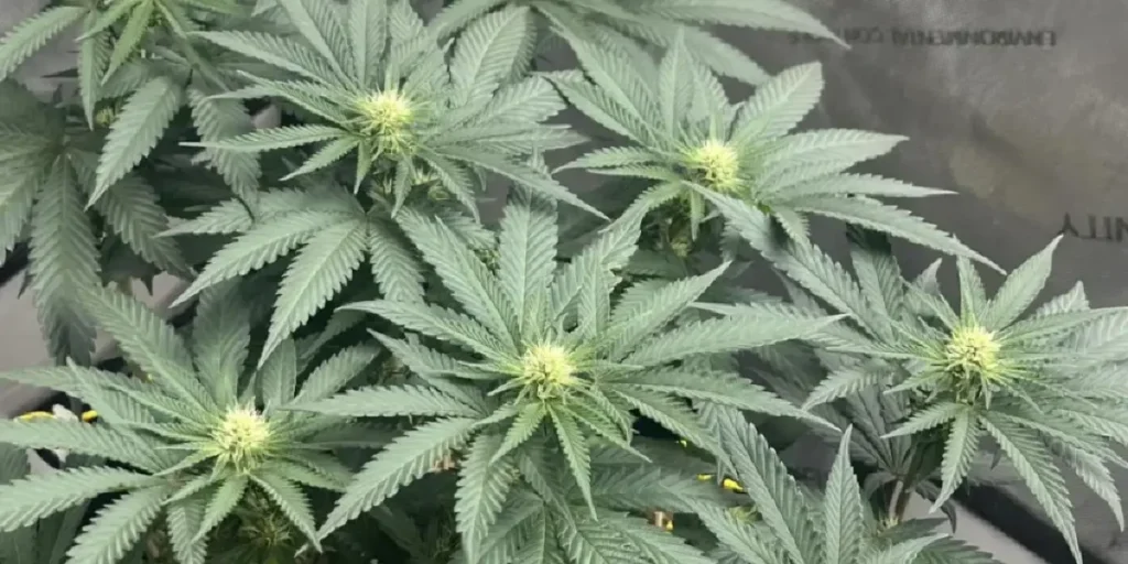 Close-up of King’s Kush cannabis bud covered in trichomes