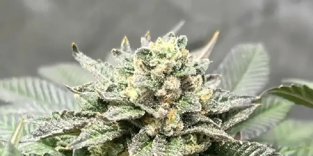 King’s Kush Strain Grow Info