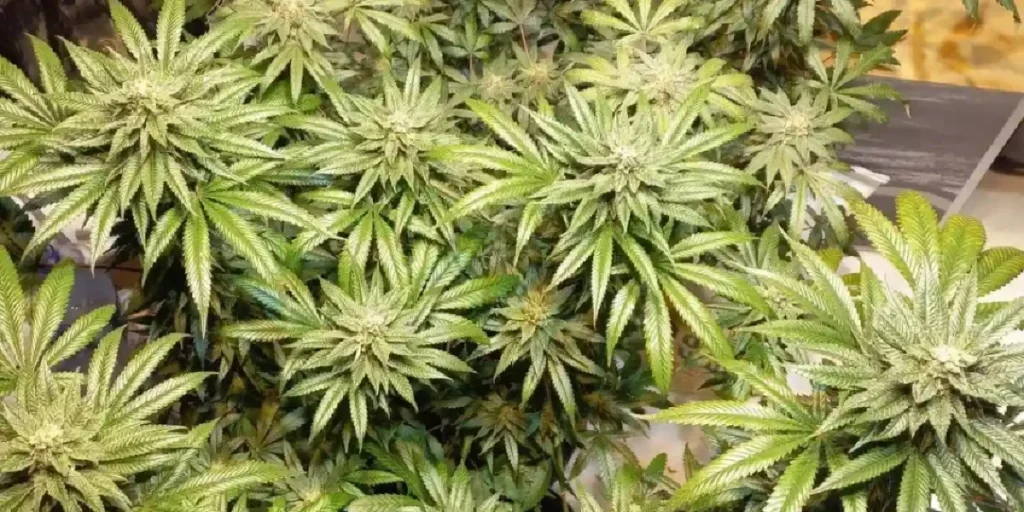Close-up of Kongs Krush cannabis bud covered in trichomes