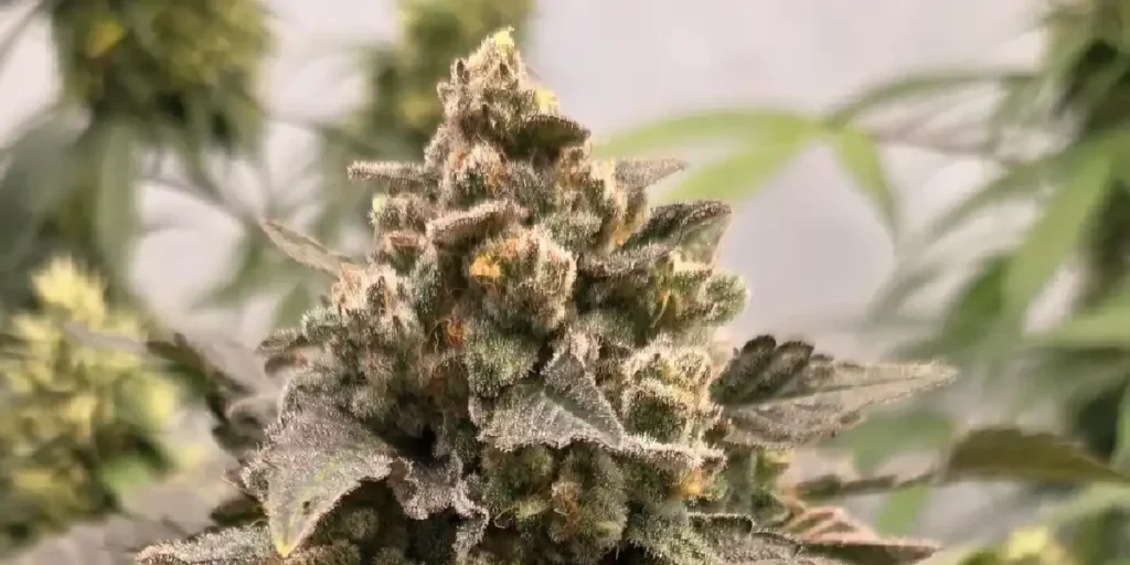 Kongs Krush Strain Grow Info